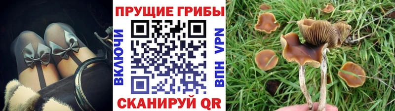 Псилоцибиновые грибы мицелий  закладки  Спасск 